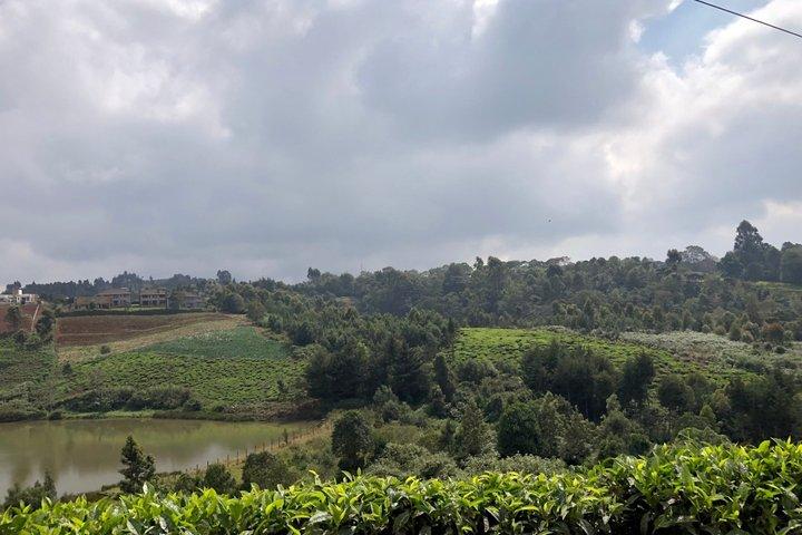 Kiambethu Tea Farm Full-Day Guided Tour from Nairobi with Lunch