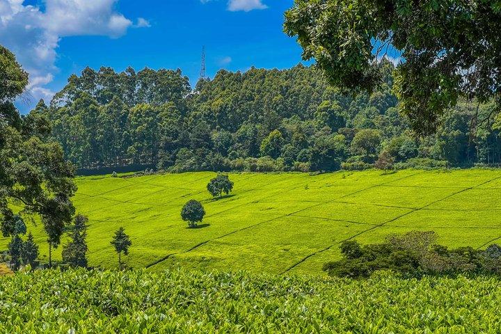 Kiambethu Tea Farm Full-Day Guided Tour from Nairobi with Lunch