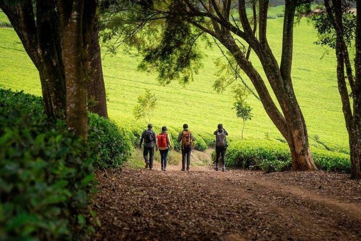 Kiambethu Tea Farm Full-Day Guided Tour from Nairobi with Lunch