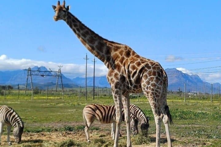Cape Town Giraffe & Cheetah Encounter and Wine Testing.