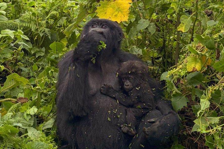 One Day Rwanda Gorilla Trekking with Dian Fossey or Guardians
