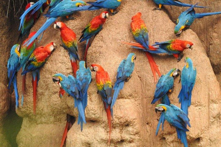 Tambopata Chuncho Macaw Clay Lick Full Day Jungle Adventure
