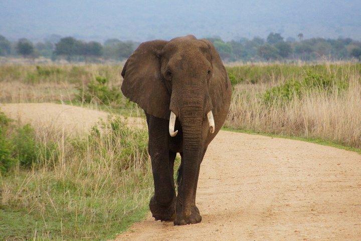 Mikumi National Park Day Trip from Dar es Salaam by SGR Train