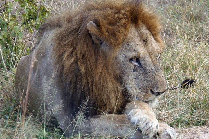 Mikumi National Park Day Trip from Dar es Salaam by SGR Train