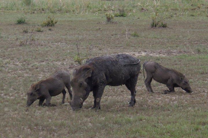 Mikumi National Park Day Trip from Dar es Salaam by SGR Train