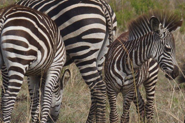 Mikumi National Park Day Trip from Dar es Salaam by SGR Train