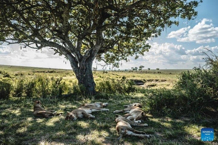 8 Days 7 Nights Safari and Culture Tour in Kenya and Tanzania