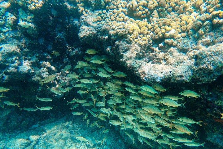 Key West Double-Dip Snorkel Tour-Two Stops, Twice the Fun!