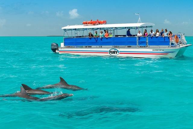 Dolphins