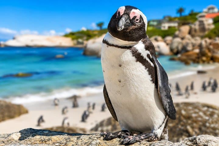 Cape Peninsula Tour: Table Mountain, Cape Point, Penguins
