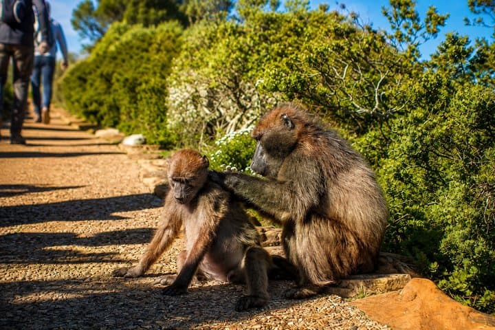 Cape Town: Peninsula, Cape of Good Hope & Boulders Beach Penguins