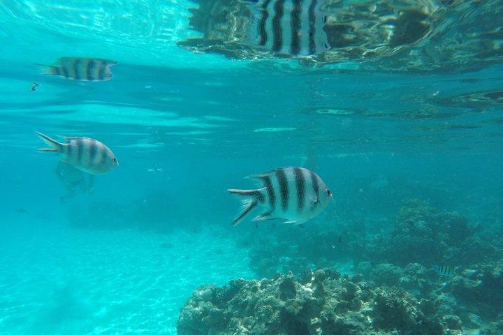 Zanzibar Mnemba Island Snorkeling and Boat Experience with Lunch