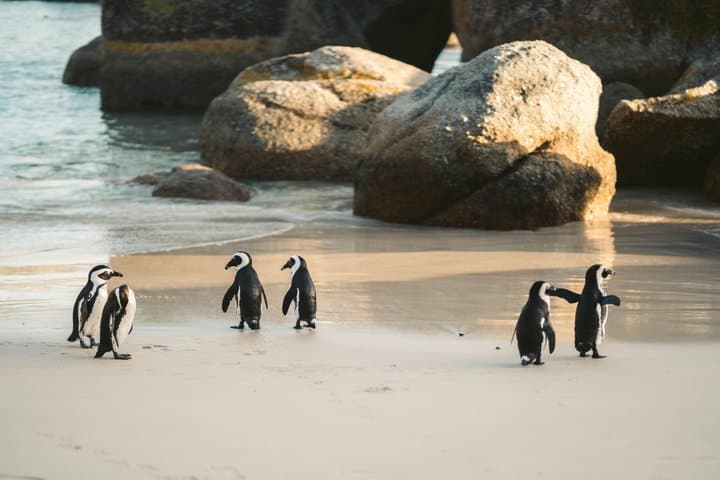 Cape of Good Hope and Boulders Beach Penguins