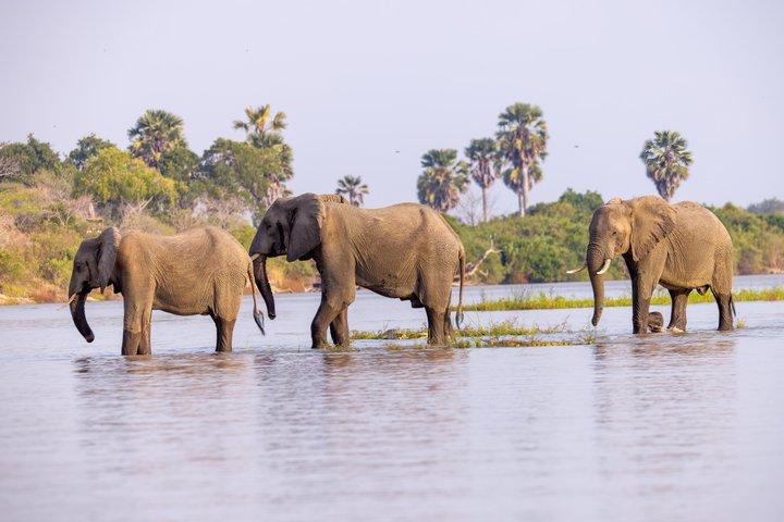 1-Day Selous (Nyerere National Park) Fly-In Safari from Zanzibar