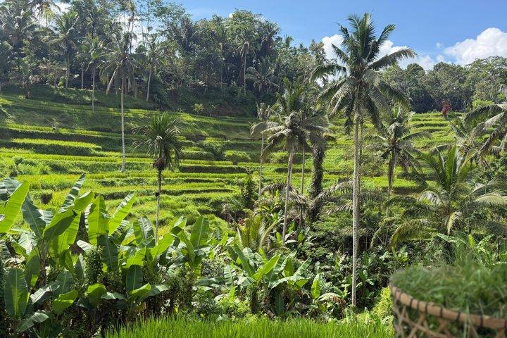 Best Full Day Of Ubud Private Guided Tour