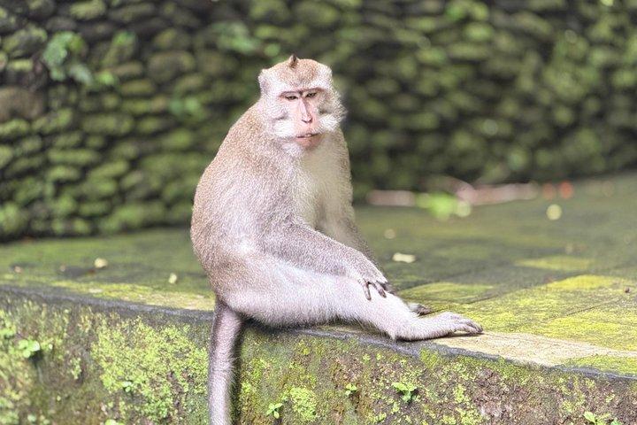 Best Full Day Of Ubud Private Guided Tour