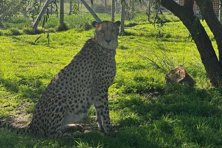 Cape Town Giraffe & Cheetah Encounter and Wine Testing.
