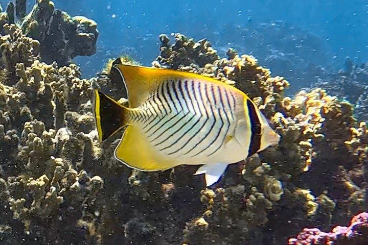 Boat tour + snorkeling in a preserved lagoon - Mobydick Tahiti