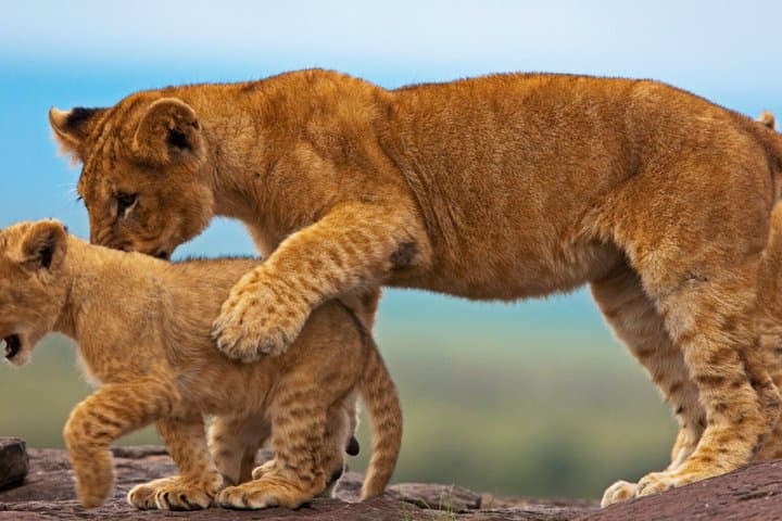 5 Days Kenya Group Safari Tour