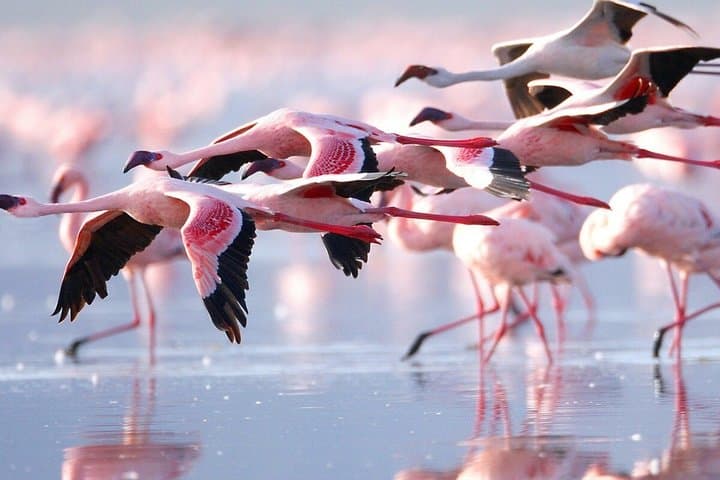 5 Days Kenya Group Safari Tour