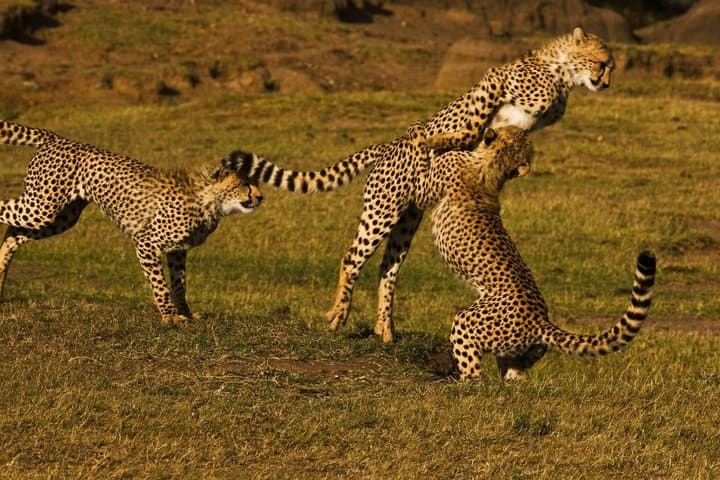 5 Days Kenya Group Safari Tour