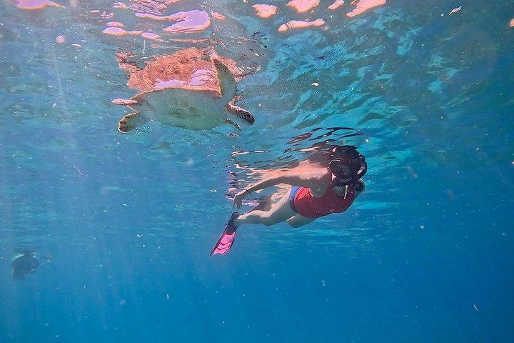 Private Turtle Snorkel Tour in Aruba +Professional video footage