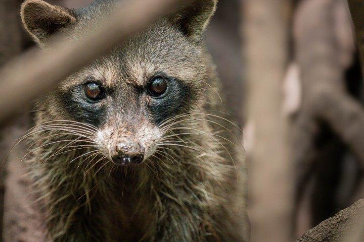 Tamarindo Estuary Tour Wildlife Adventure in Guanacaste