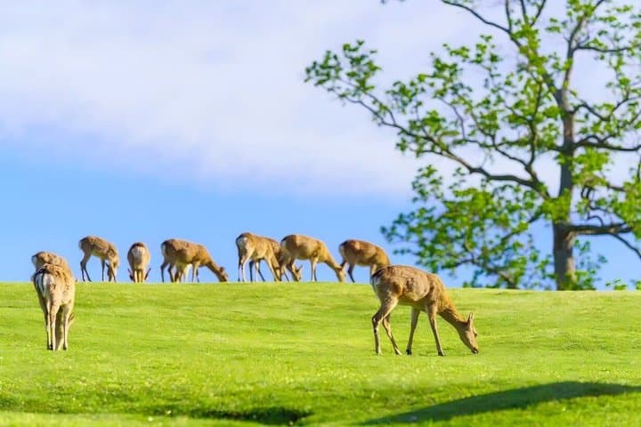 Nara & Uji Day Trip: Cute Deer, Matcha Experience, and Hot Spring