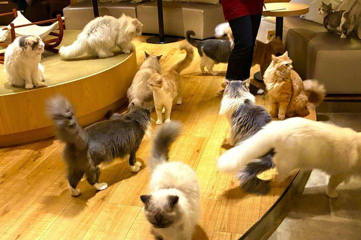 Tokyo: Gotokuji Cat Temple, Shinjuku Cat Cafe & 3D Cat PM Tour
