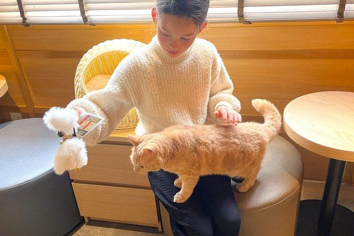 Tokyo: Gotokuji Cat Temple, Shinjuku Cat Cafe & 3D Cat PM Tour