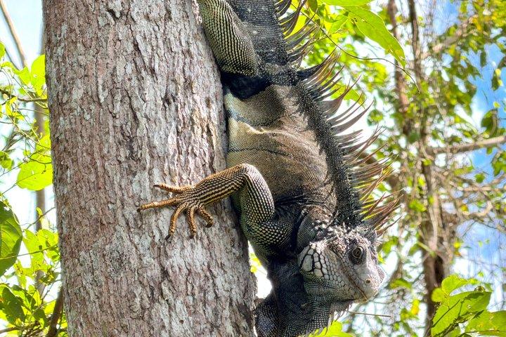 Explore Panama Canal and Gatun Lake with Rainforest Jungle Walk