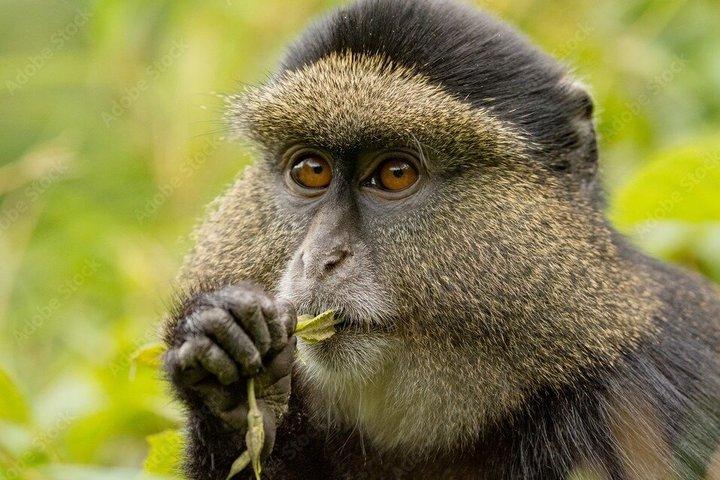 1 Day Golden Monkey Trek Tour in Volcanoes National Park