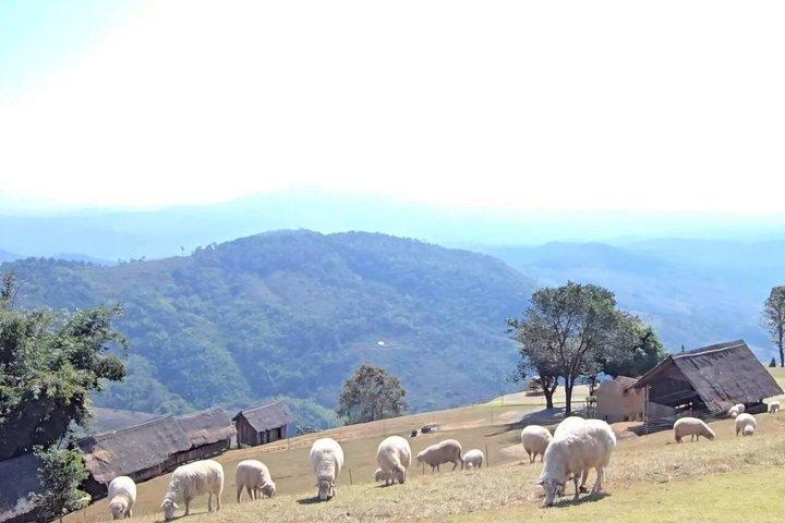 Chiang Rai to Chiang Mai Private Scenic Transfer Tour