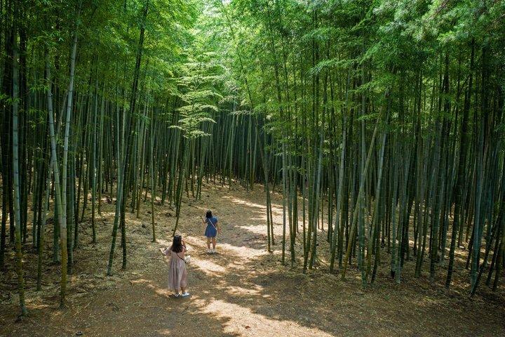 The Real Busan: Bamboo Forest, Coast and Local Life Full Day Tour