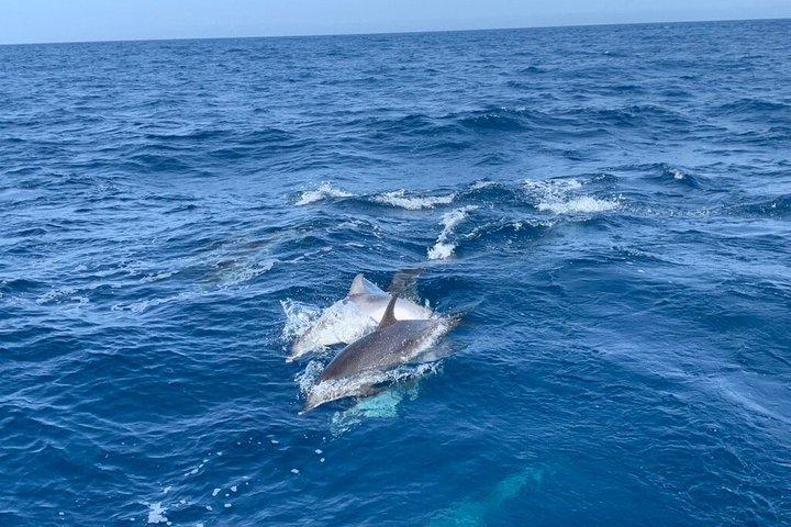 Sailing Yacht Trip from Maspalomas with free Drinks (Small Group)