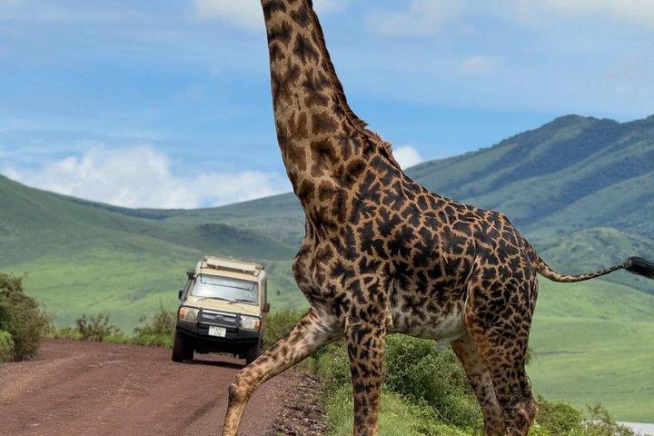 3 Day Tanzania Big Five Joining Group Safari
