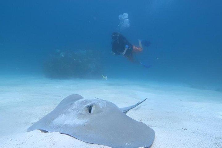 2-Tank Scuba Dive: Puerto Morelos Reef & Shipwreck | Small Groups