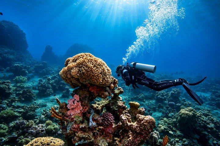 White Island & Ras Mohammed Boat Trip with Diving And Snorkeling