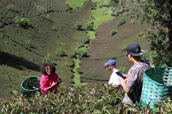 Purple Tea Farm Gatura Greens Day Trip From Nairobi