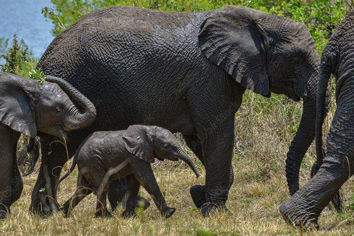 1-Day Akagera National Park Safari from Kigali