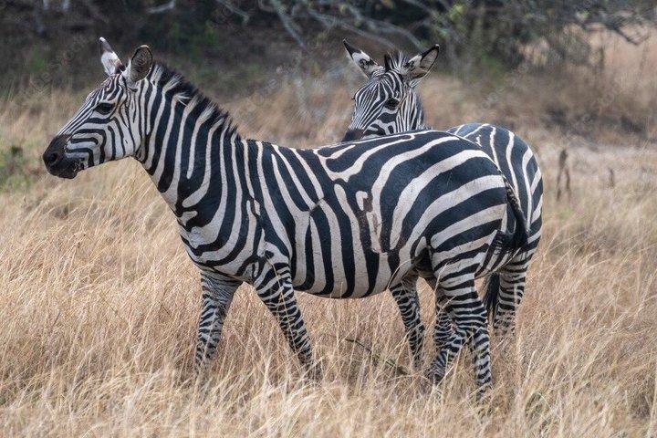 1-Day Akagera National Park Safari from Kigali