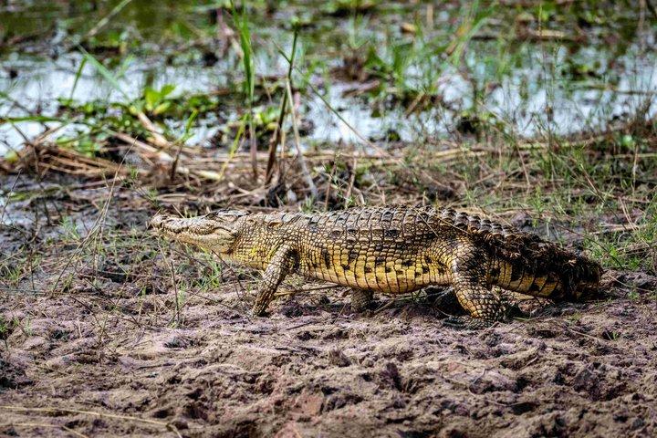 1-Day Akagera National Park Safari from Kigali