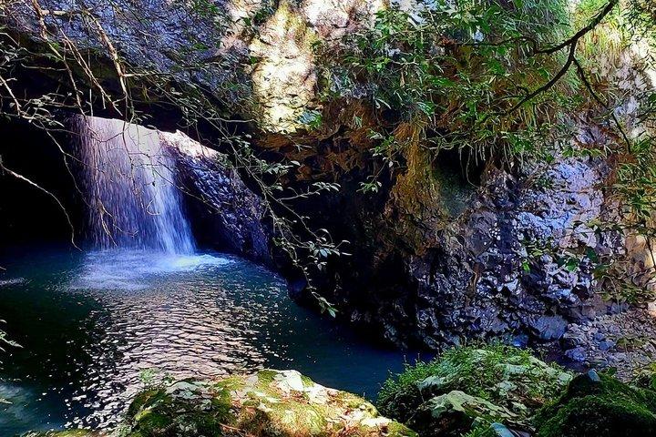 Gold Coast Hinterland Waterfalls & Rainforest Private Tour
