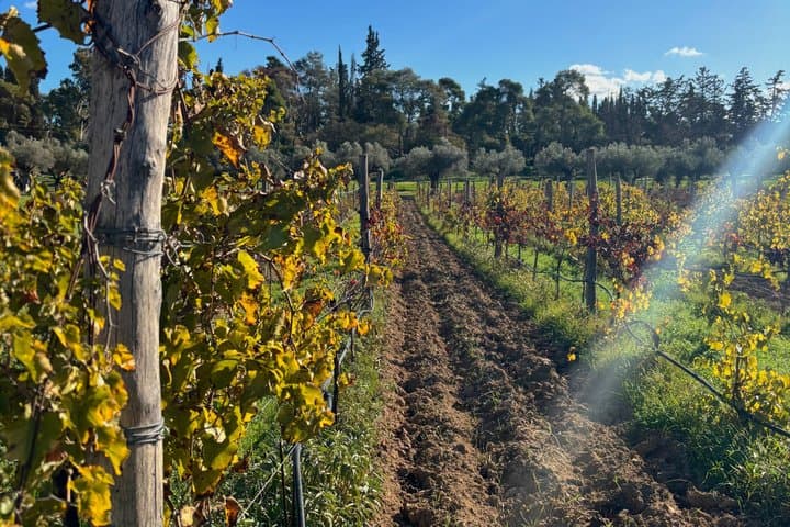 Athens Wine Tour: Wine museum and Wine Tasting with Food Pairings