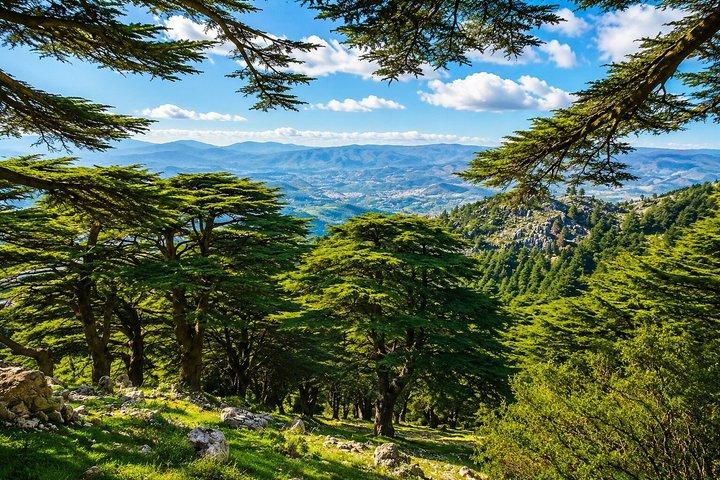 Private Baalbek Temple , Ksara Winery & Shouf Cedar | From Beirut