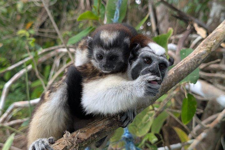 Panama Canal Boat Tour to Monkey Islands