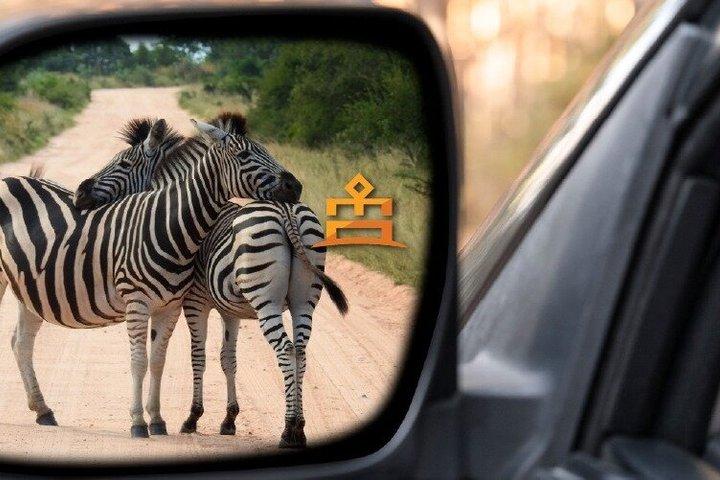 Full Day Pilanesberg Experience in Open Vehicle