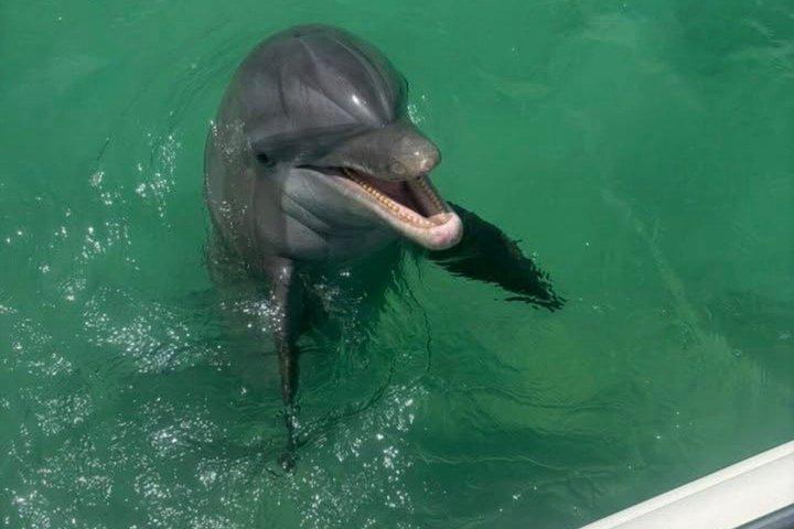 3 Hour Private Shell Island Dolphin and Snorkeling Tour