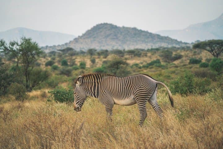 5 Day Meru National Park Samburu Game Reserve and Ol Pejeta