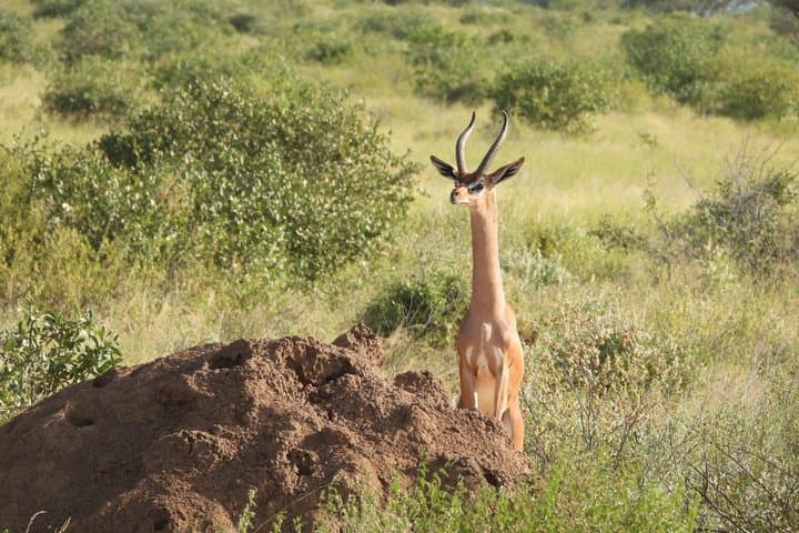 5 Day Meru National Park Samburu Game Reserve and Ol Pejeta